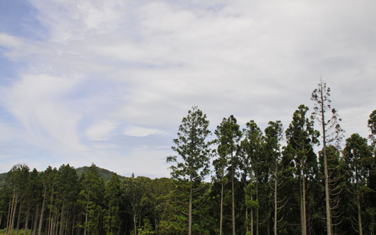 c0093046_8375076.jpg