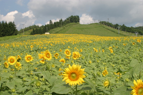 十和田湖温泉スキー場にひまわりの花６万本咲きほこる 十和田市ブログ 駒の里から