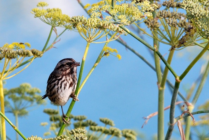 Song Sparrow_a0126969_5304473.jpg