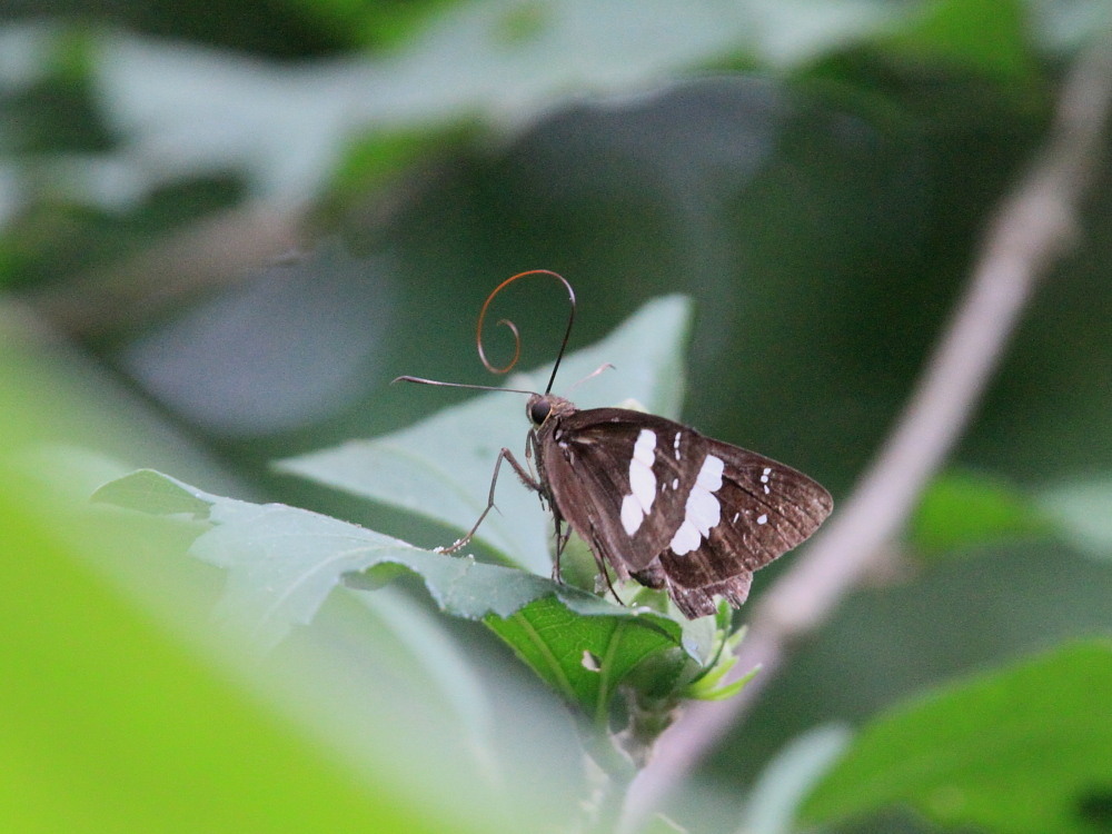 カラスアゲハ ミヤマカラスアゲハと一緒に吸水で比較再確認。 2012.8中旬 山口県 : 蝶鳥ウォッチング