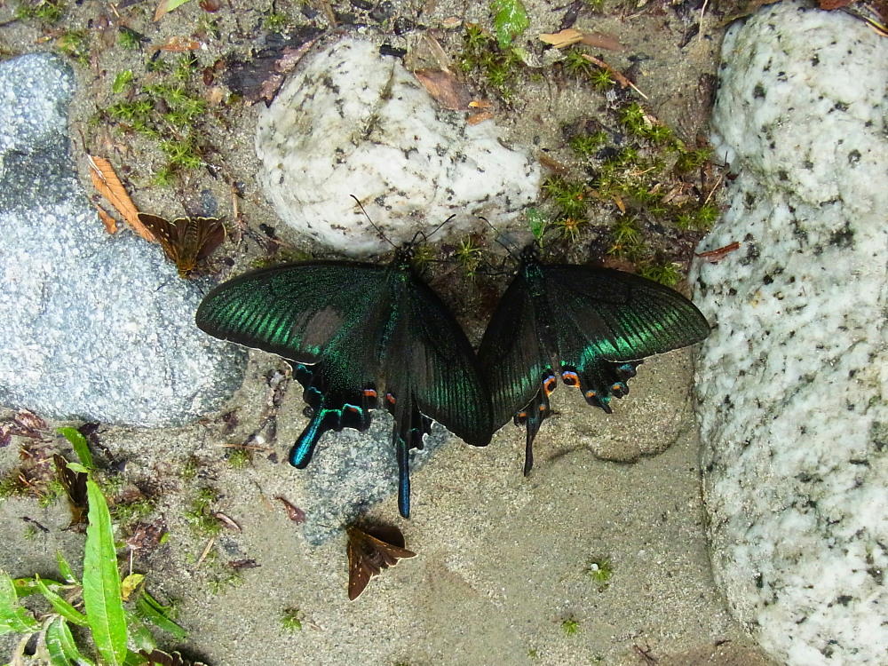 カラスアゲハ ミヤマカラスアゲハと一緒に吸水で比較再確認。 2012.8中旬 山口県 : 蝶鳥ウォッチング