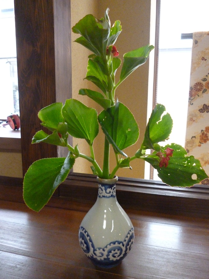 店内を彩るお花_d0230676_1543642.jpg