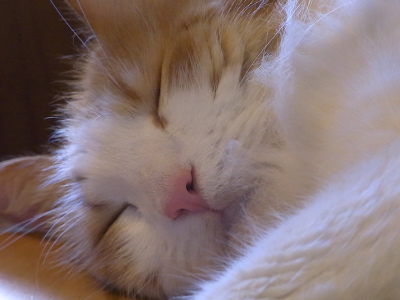 ++残暑の疲れを猫で癒す++_d0079988_10303995.jpg
