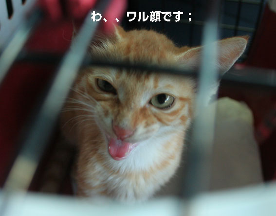子猫（茶トラ）保護！……健ちゃんのほてっぱら！_d0071596_21355155.jpg