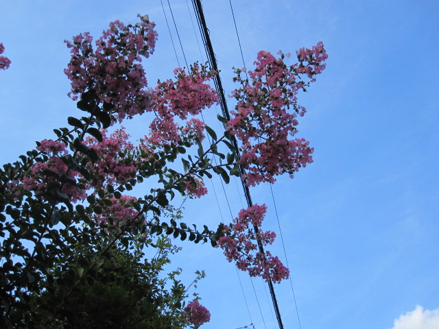 a0145798_2040648.jpg