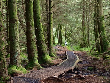 妖精の森へ散歩 イギリス ウェールズの自然なくらし