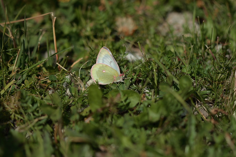 d0147002_1721336.jpg