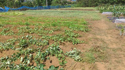 e0270403_22314217.jpg