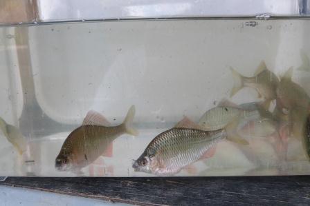第8回城北ワンド・イタセンパラ再生活動実施報告_a0263106_1619264.jpg