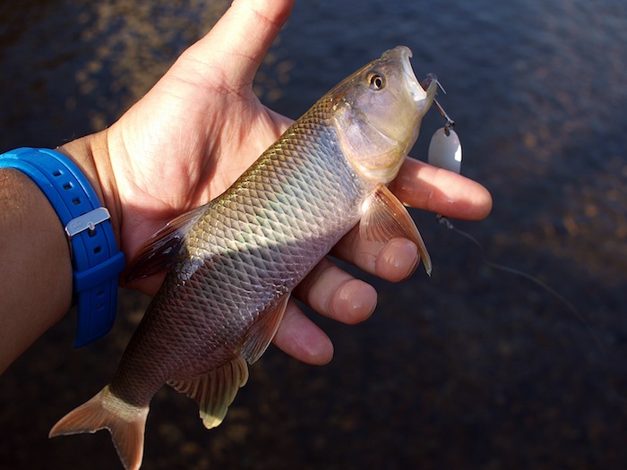 湖国の魚と戯れる_c0120913_22222545.jpg