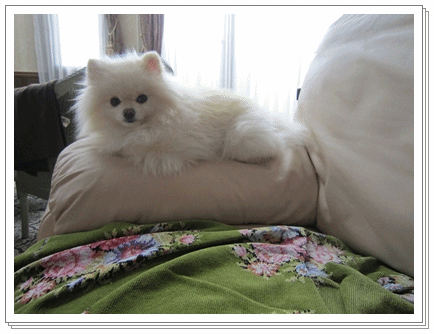 b0167519_945449.gif