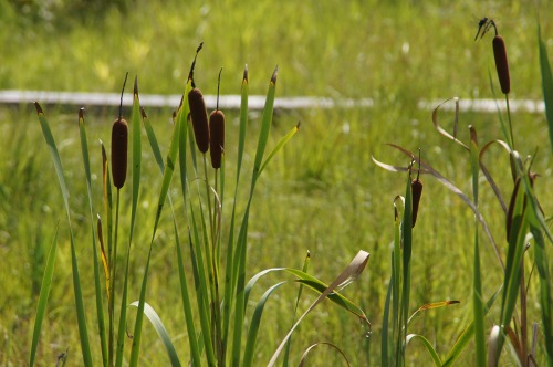 コガマ ガマ科 気まぐれな植物図鑑 コガマ ガマ科 気まぐれな植物図鑑
