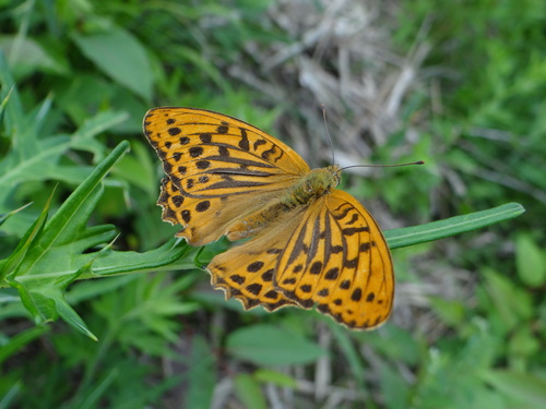 麦草峠に行ってきました!_d0254540_204365.jpg