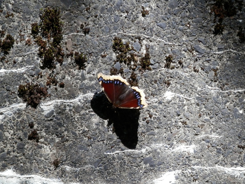 a0235150_2102927.jpg