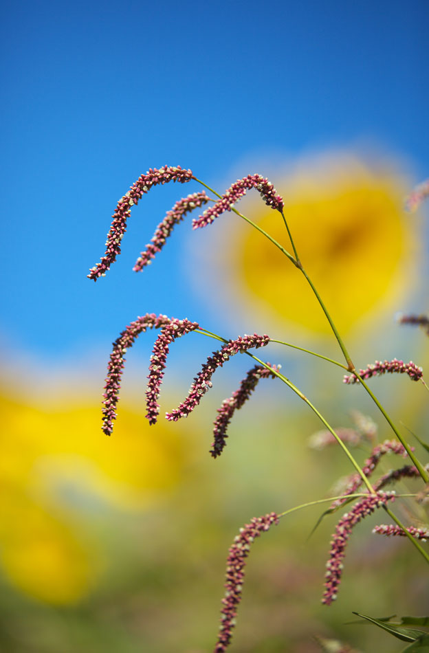 タデの花と背景ひまわりです　　　　　　_a0146658_8192165.jpg