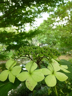 with dog 石神井公園 その1 散策♪ _a0165160_711040.jpg