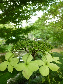 with dog   石神井公園　その1 散策♪ _a0165160_711040.jpg