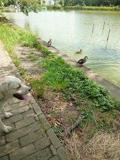 with dog   石神井公園　その1 散策♪ _a0165160_724922.jpg