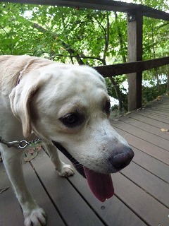 with dog 石神井公園 その1 散策♪ _a0165160_8272875.jpg