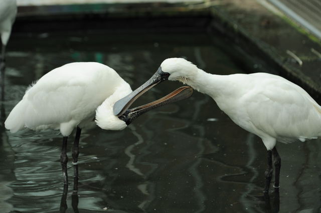 水辺の鳥たち_c0081462_18483751.jpg