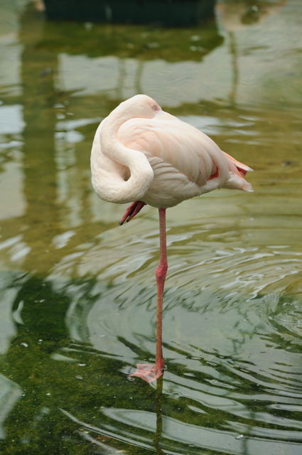 水辺の鳥たち_c0081462_1849349.jpg