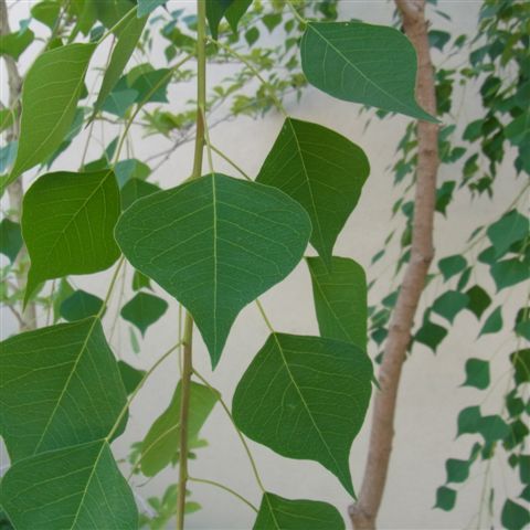 a0123465_07358.jpg