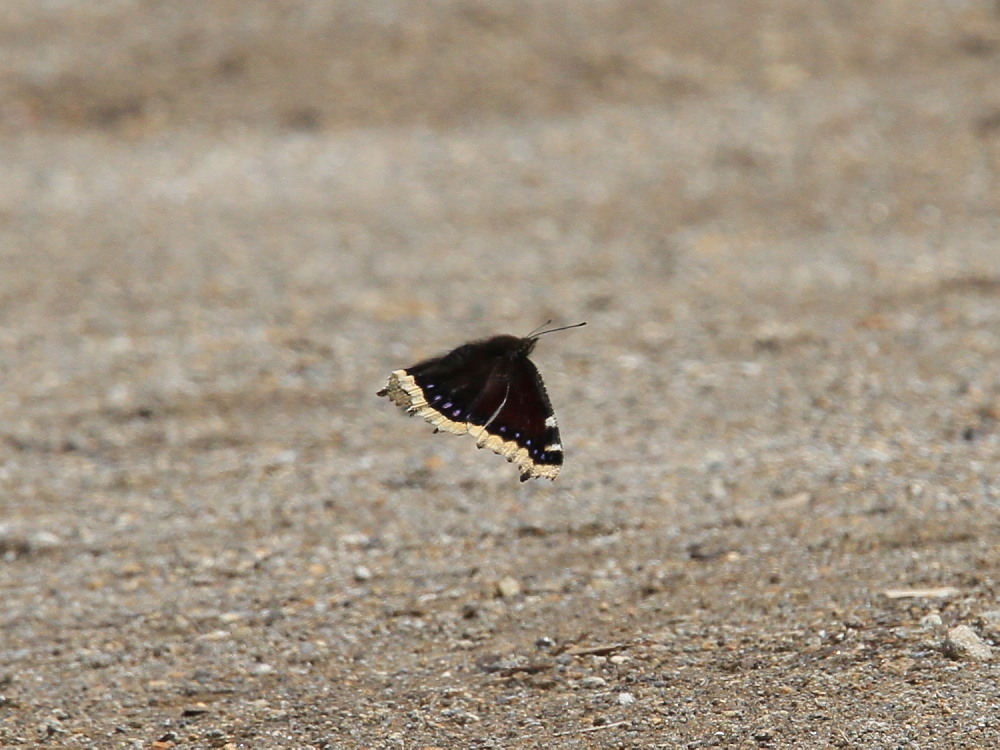 a0146869_74506.jpg