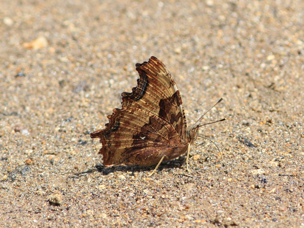 a0146869_7947.jpg