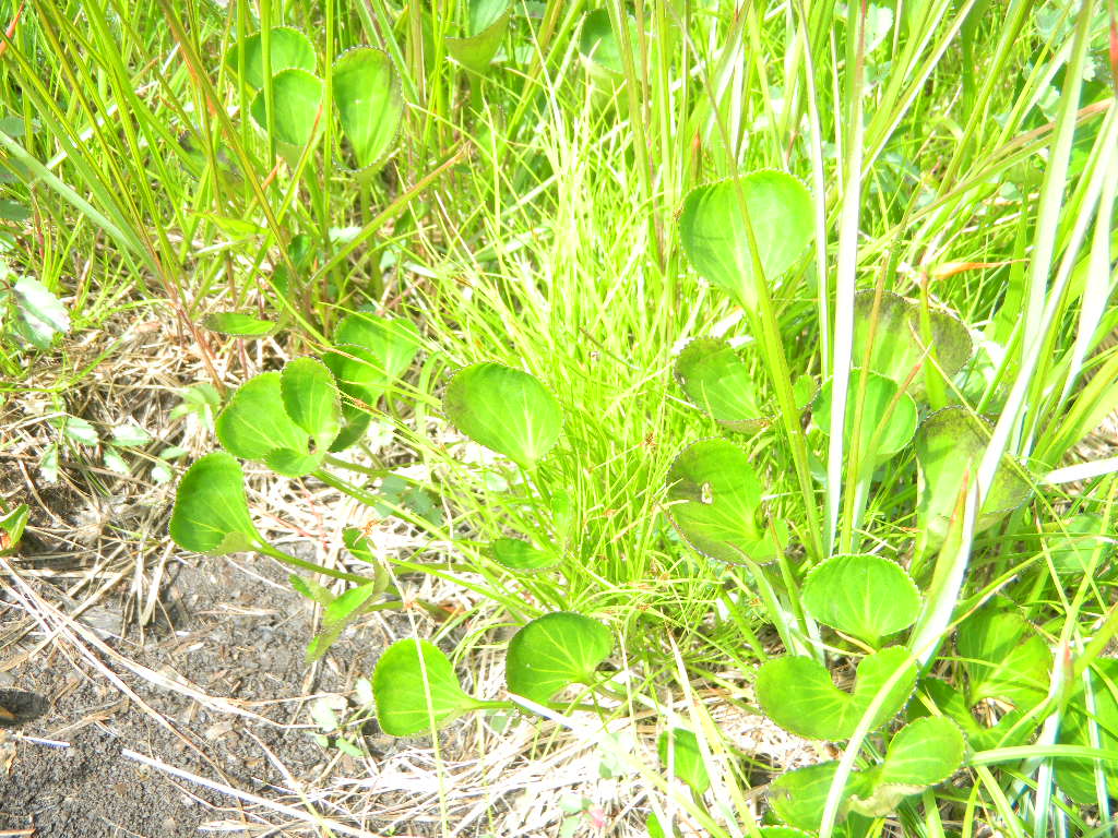c0146875_8114096.jpg