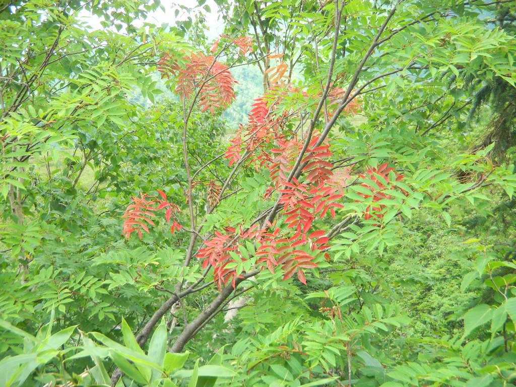 c0146875_892433.jpg