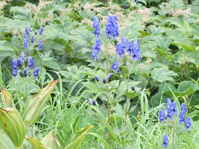 ８月１５～１７日　栂池自然園で見られたみどり　その４_e0145782_20182330.jpg