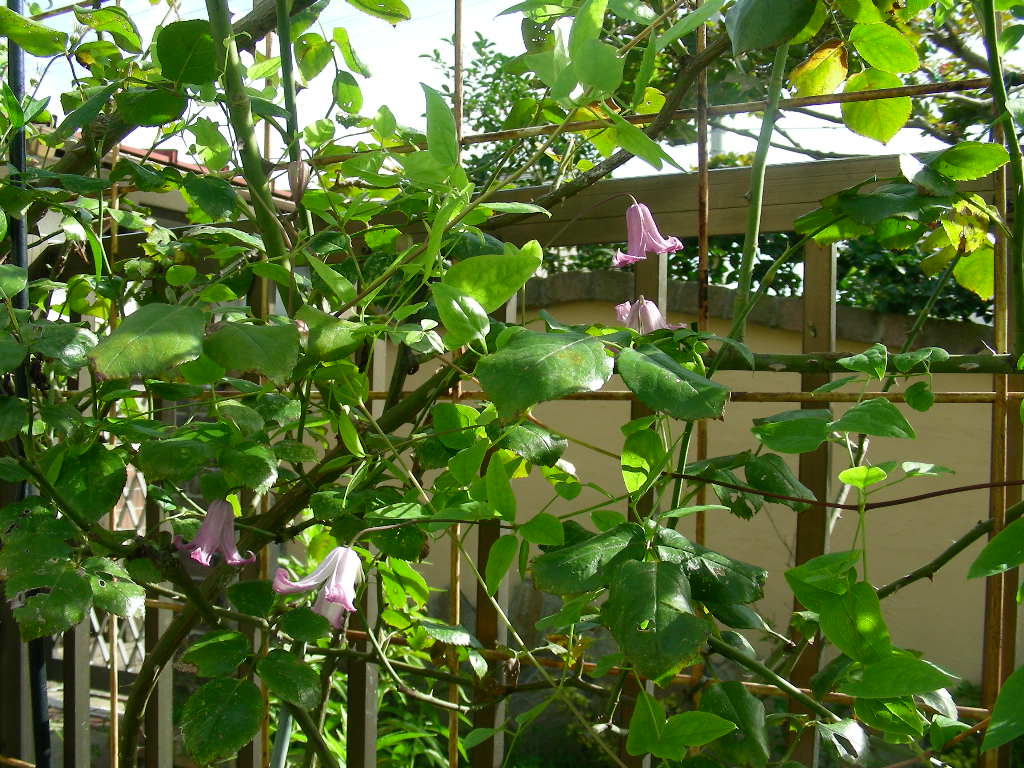 b0096584_8583943.jpg