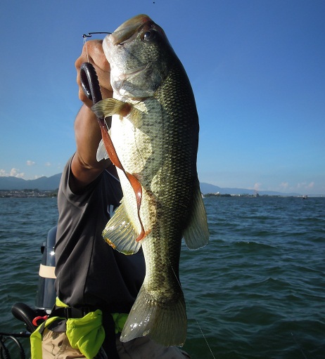 8月23日 琵琶湖ガイド。_f0135385_21531766.jpg