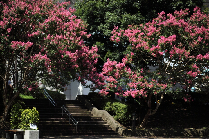 「　あの夏の日　」_f0164989_0545875.jpg