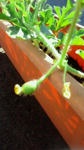 c0205393_224942.jpg