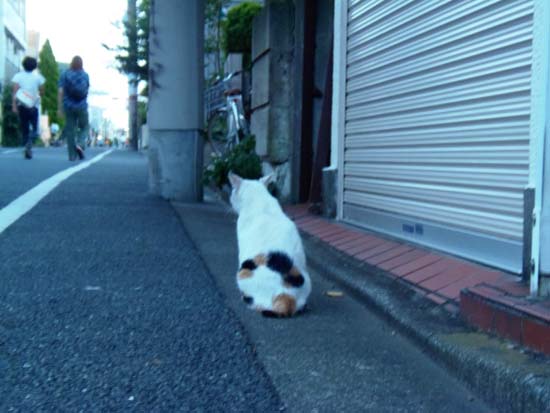 外猫たち おもしろ模様の猫 目黒区中央町 猫と一緒に
