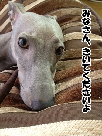 e0290901_1720539.png