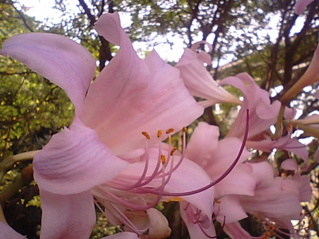 リコリスの花が咲き始め・・・２０１２・８・２５_f0231709_12433615.jpg