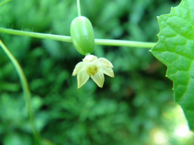 すずめうり (雀瓜)の花と若い実…2013・9・14_f0231709_1283993.jpg