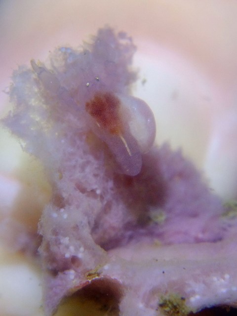 d0175710_107445.jpg