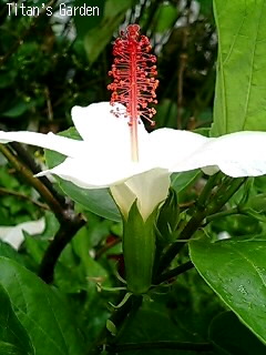 Hibiscus waimeae : Titan's Garden Hibiscus waimeae : Titan's Garden