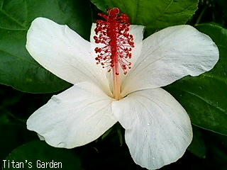 Hibiscus waimeae : Ｔｉｔａｎ'ｓ Ｇａｒｄｅｎ