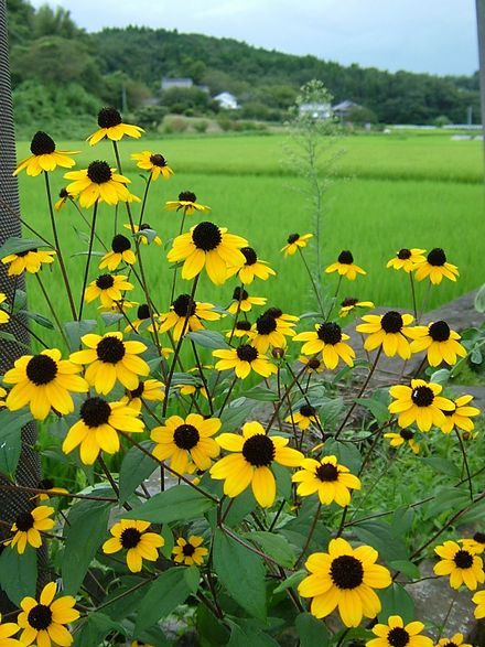 田園風景　8/25-2_d0065113_20272030.jpg