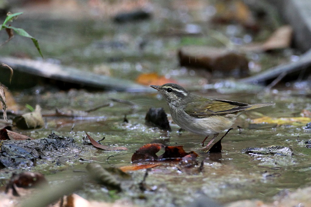 水場の鳥撮り_b0179023_20422391.jpg