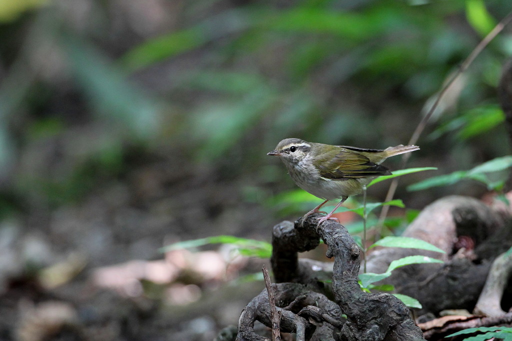 水場の鳥撮り_b0179023_20442171.jpg