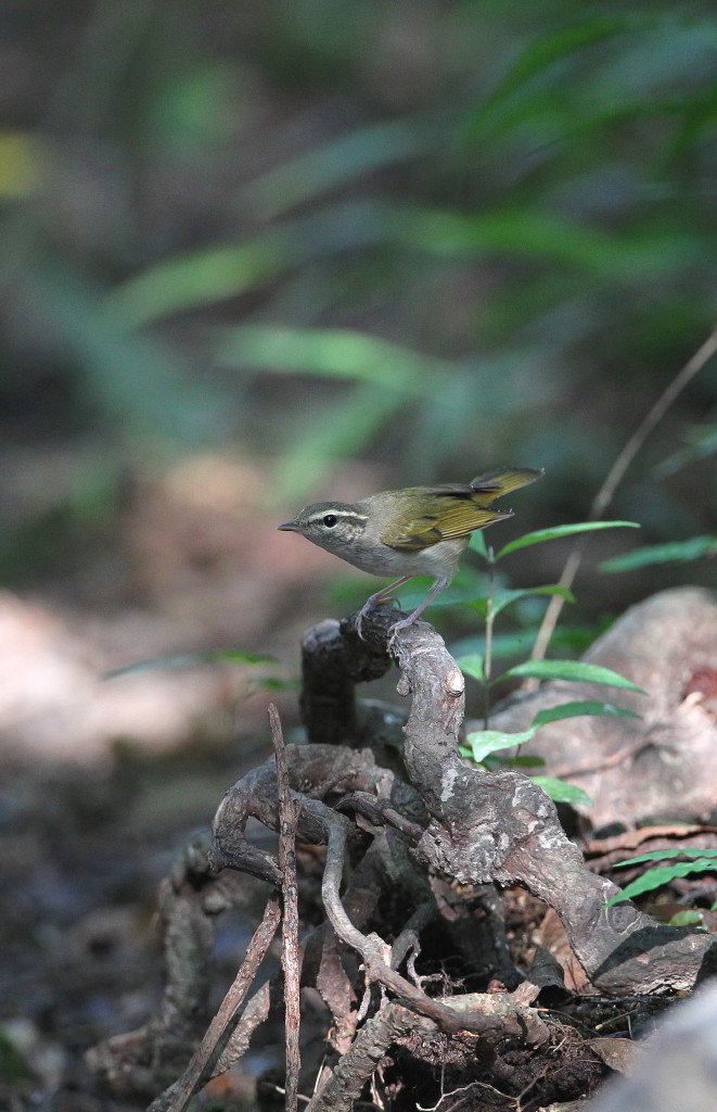 水場の鳥撮り_b0179023_20481248.jpg