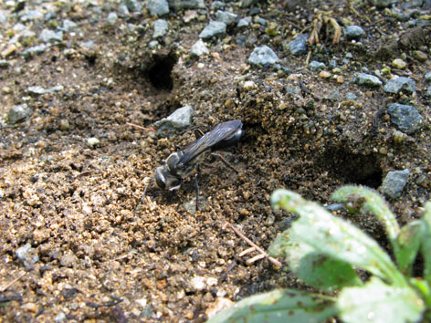 夏休み自由研究　ジガバチの習性_f0129726_23171570.jpg