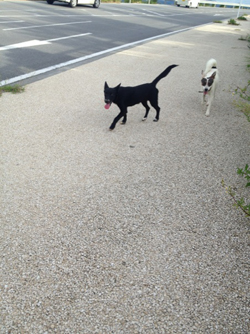 僕の夏休み_b0181732_2211178.jpg