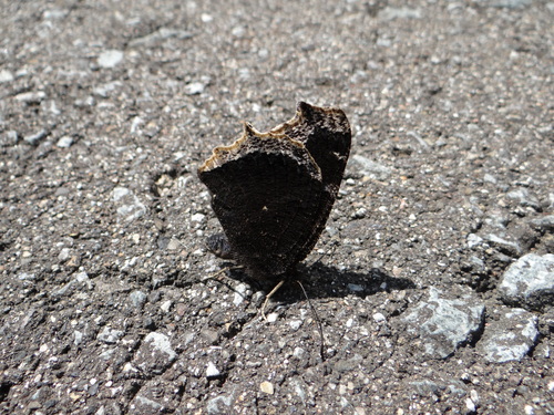 キベリタテハ 麦草峠20120824_d0254540_16132070.jpg