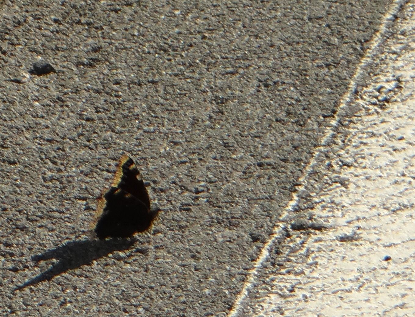 キベリタテハ 麦草峠20120824_d0254540_163299.jpg